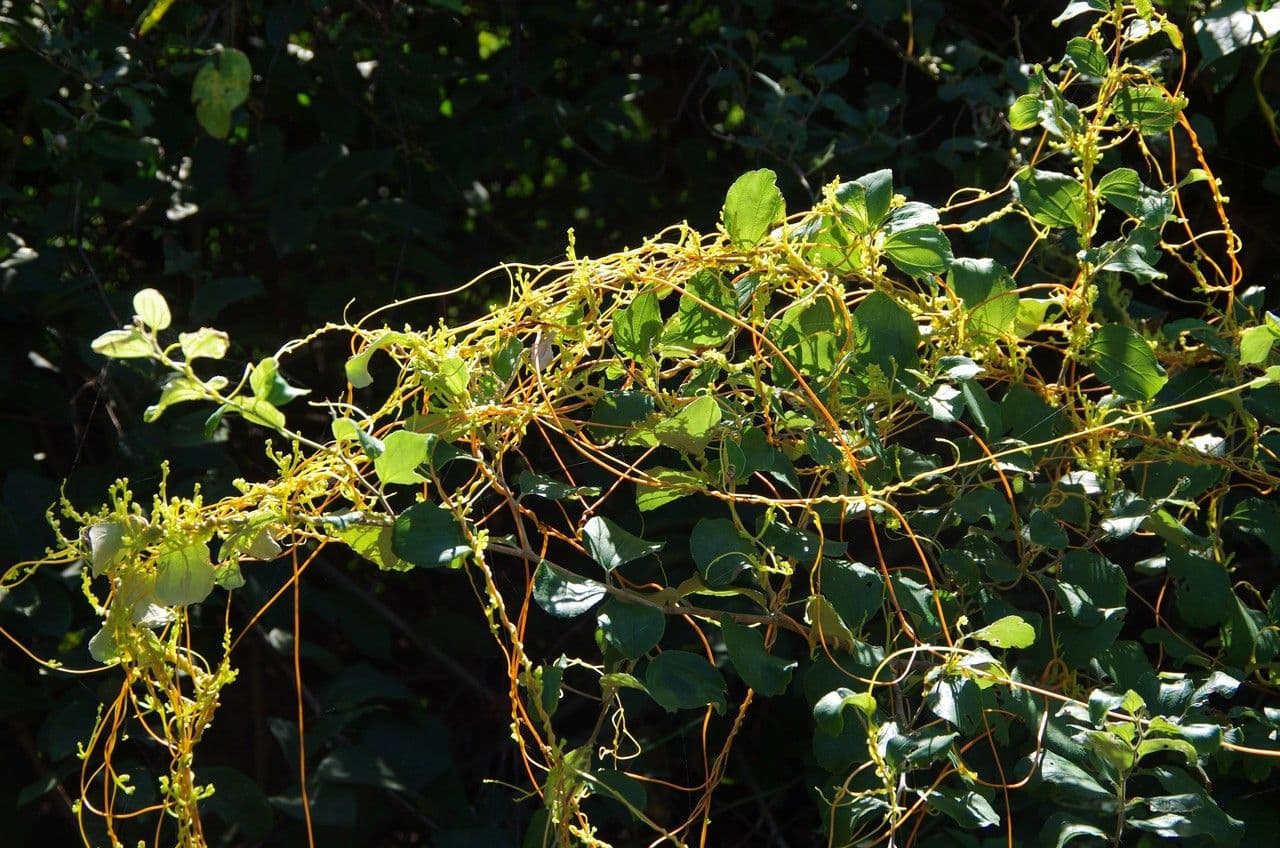 Cuscuta 10