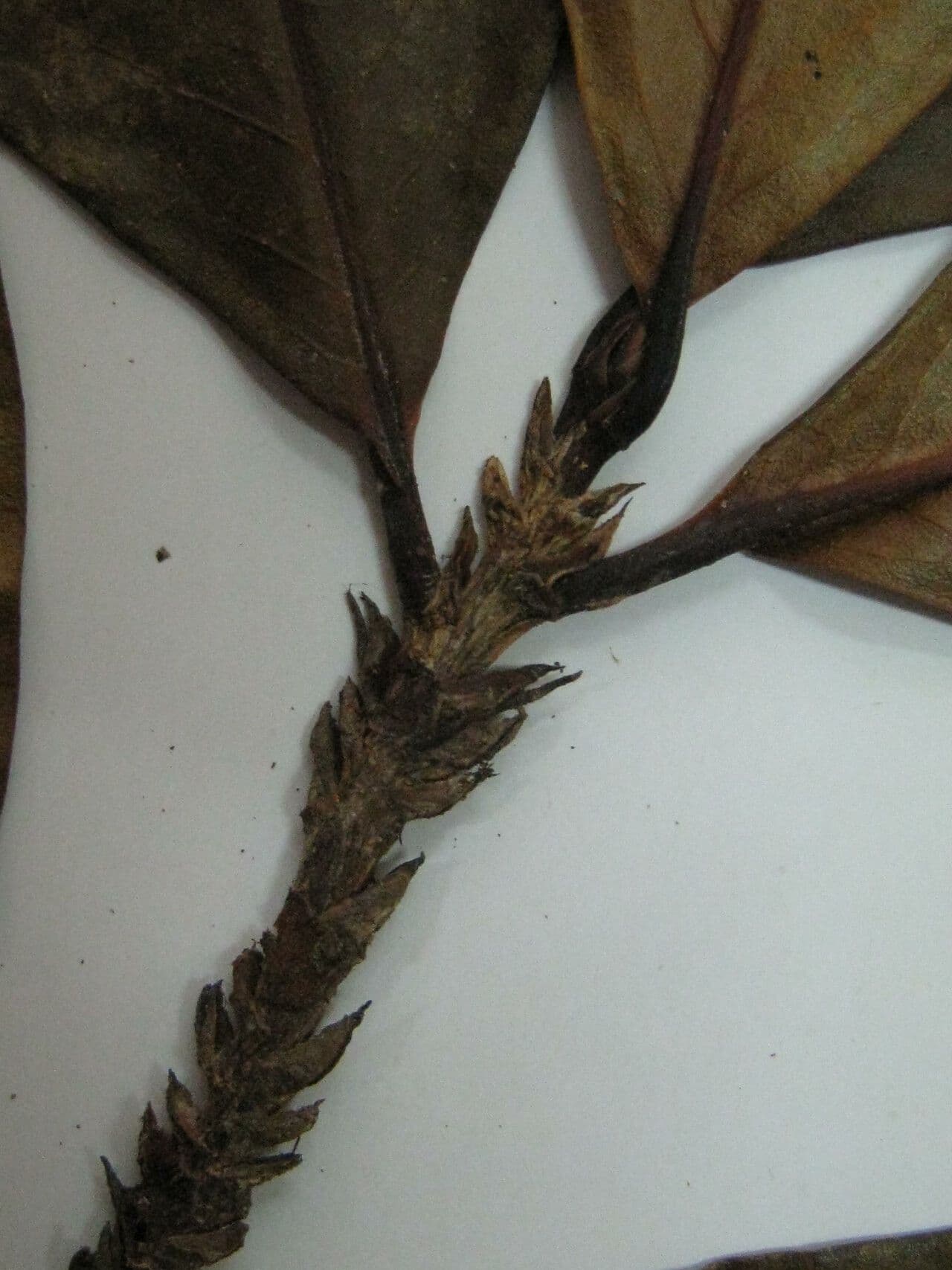 Erythroxylum 5