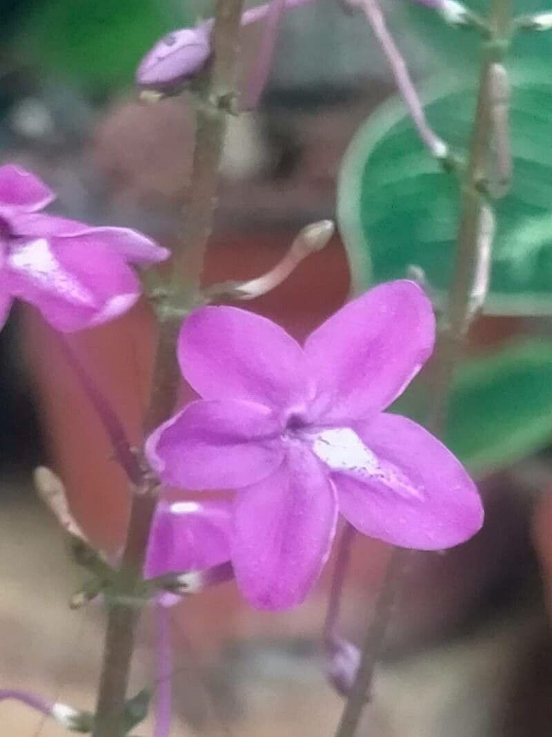 Pseuderanthemum