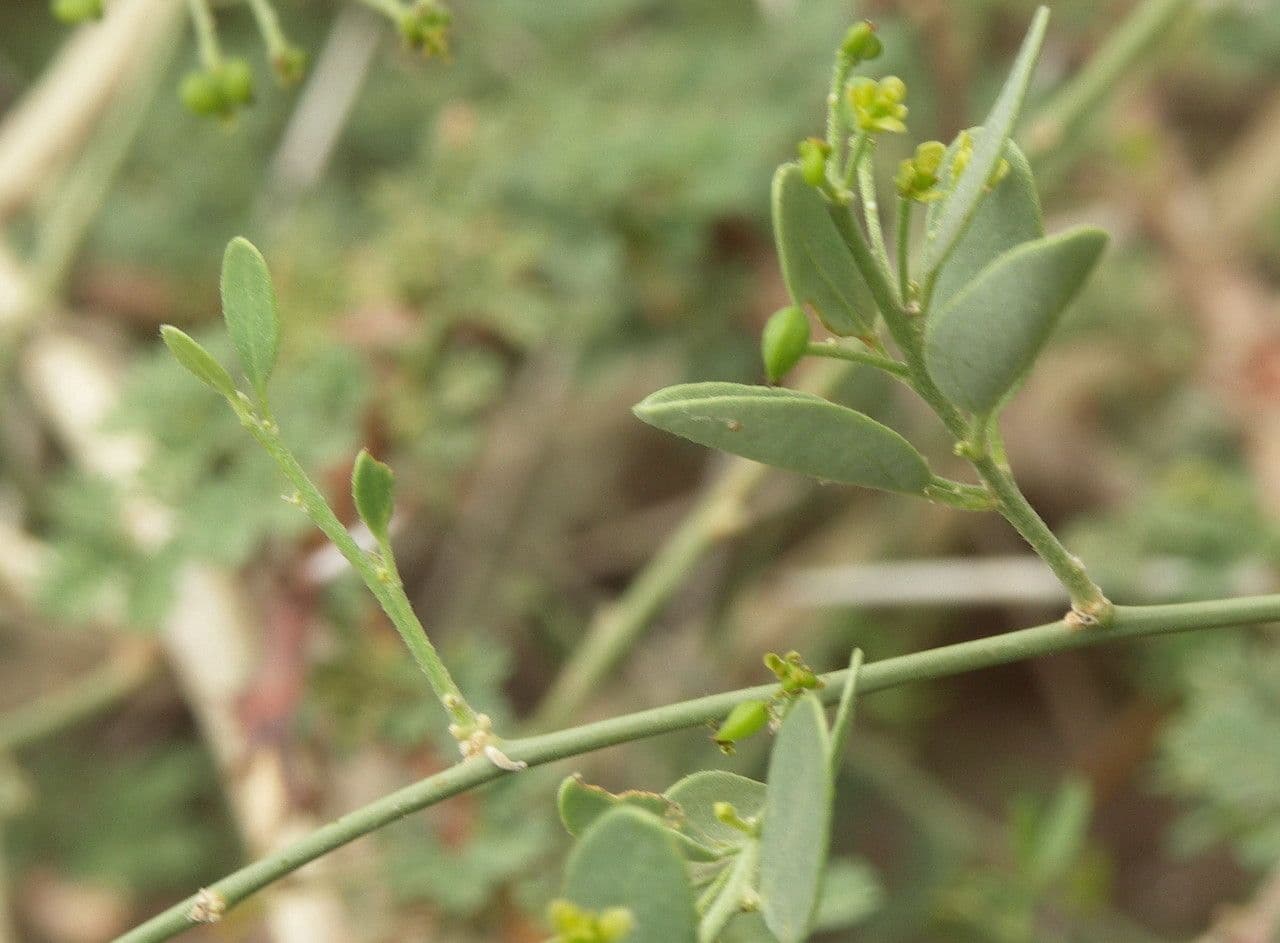 Cocculus 10