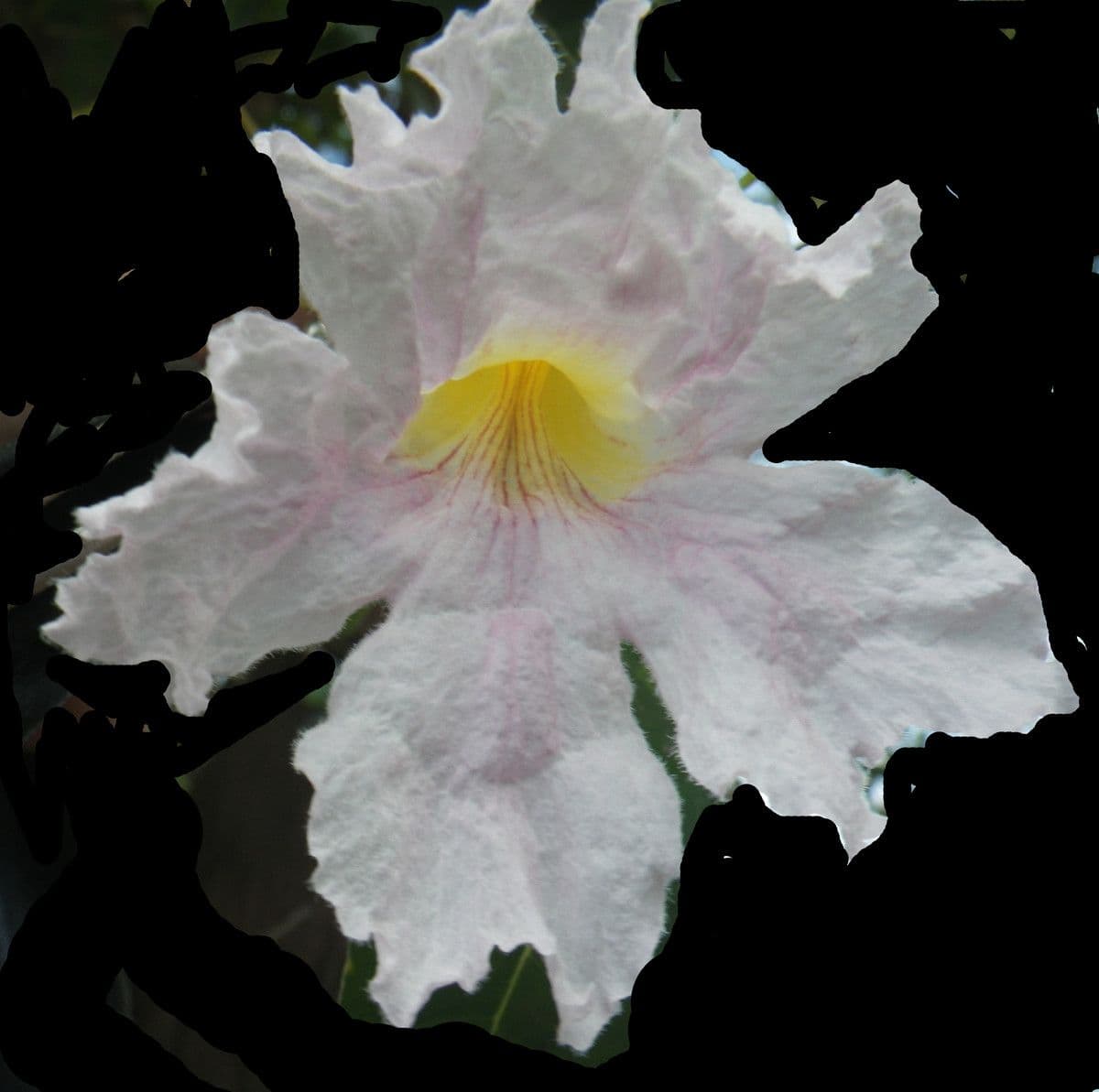 Tabebuia bledá 8