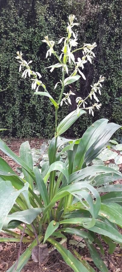 Arthropodium 9