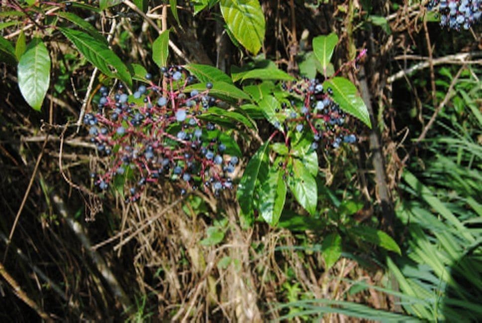 Fuchzia 13