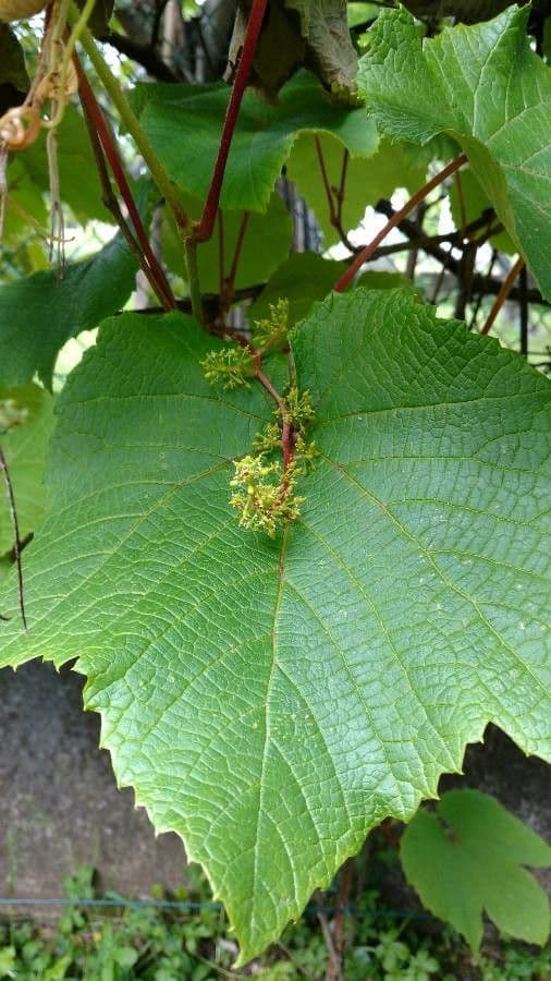 Vitis aestivalis 8