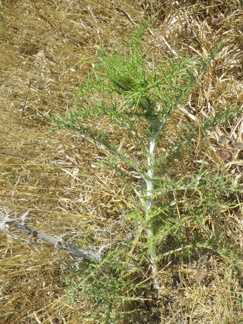 Echinops spinosissimus 14