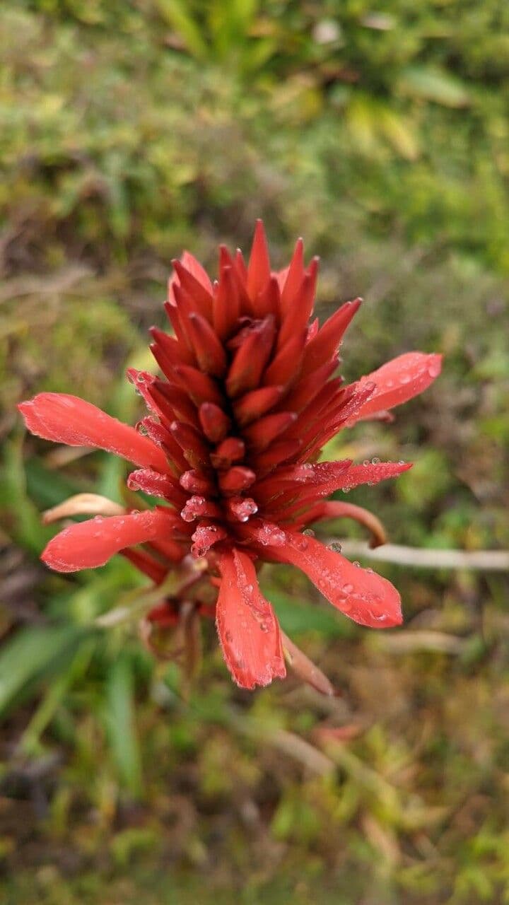 Pitcairnia 2