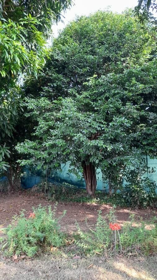 Mouriri de Guyane 6