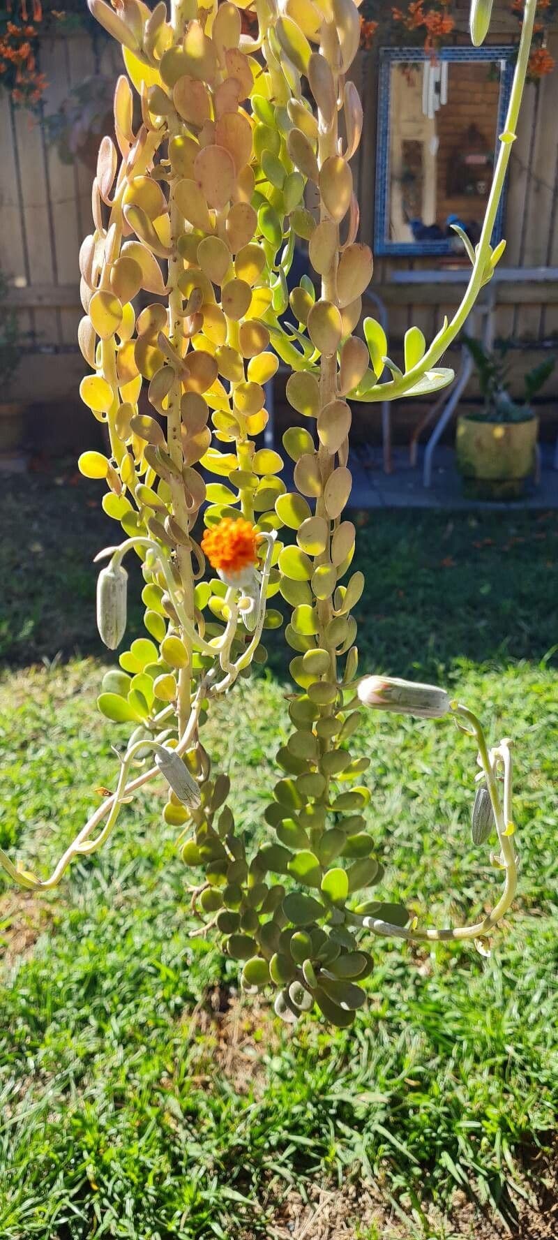 Kleinia