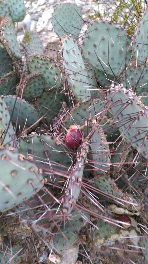 Opuntia macrocentra