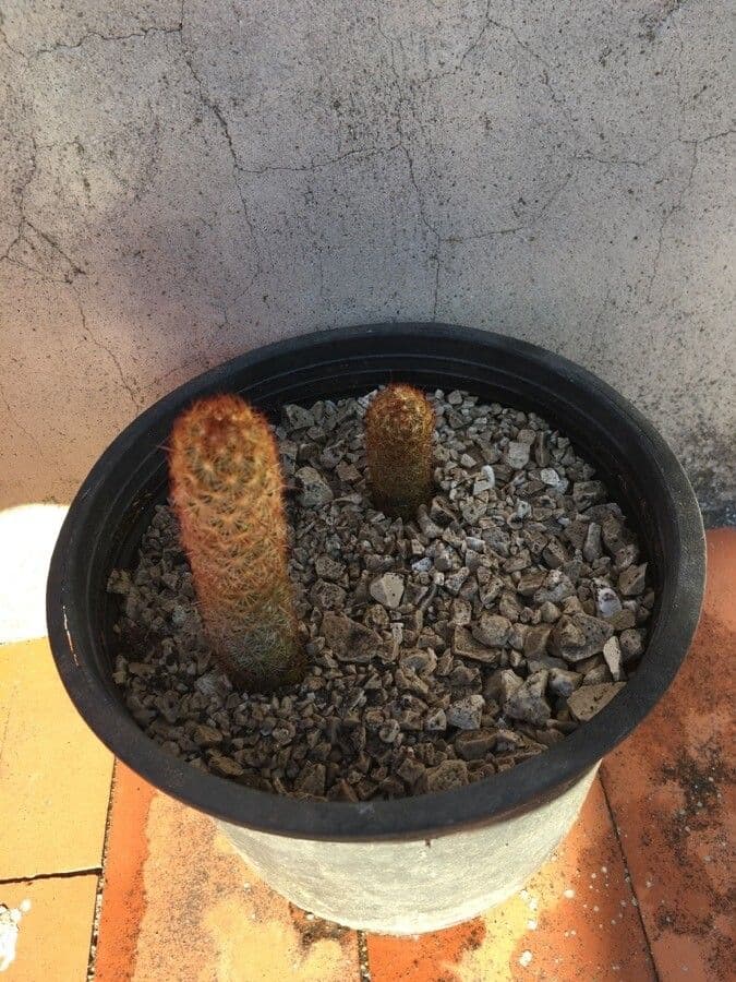 Cactus stella dorata 16