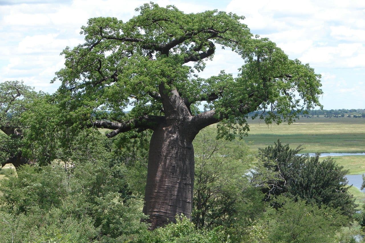 Baobab 14