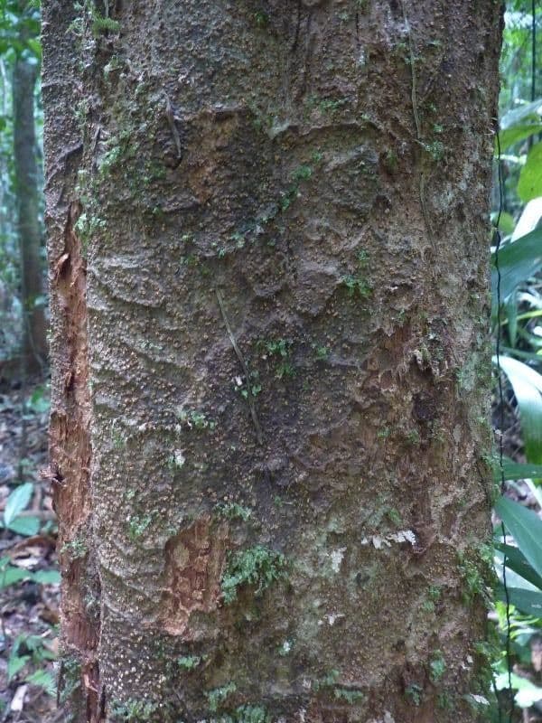 Inga 6
