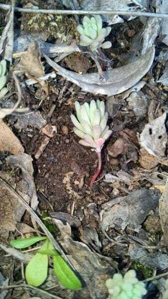 Sedum litorale 18