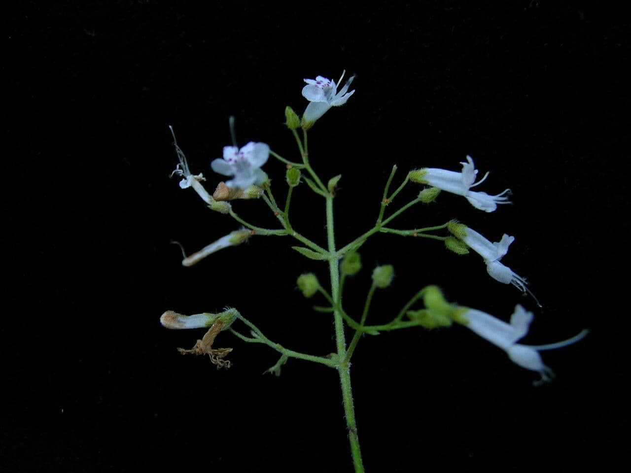 Isodon lophanthoides 2
