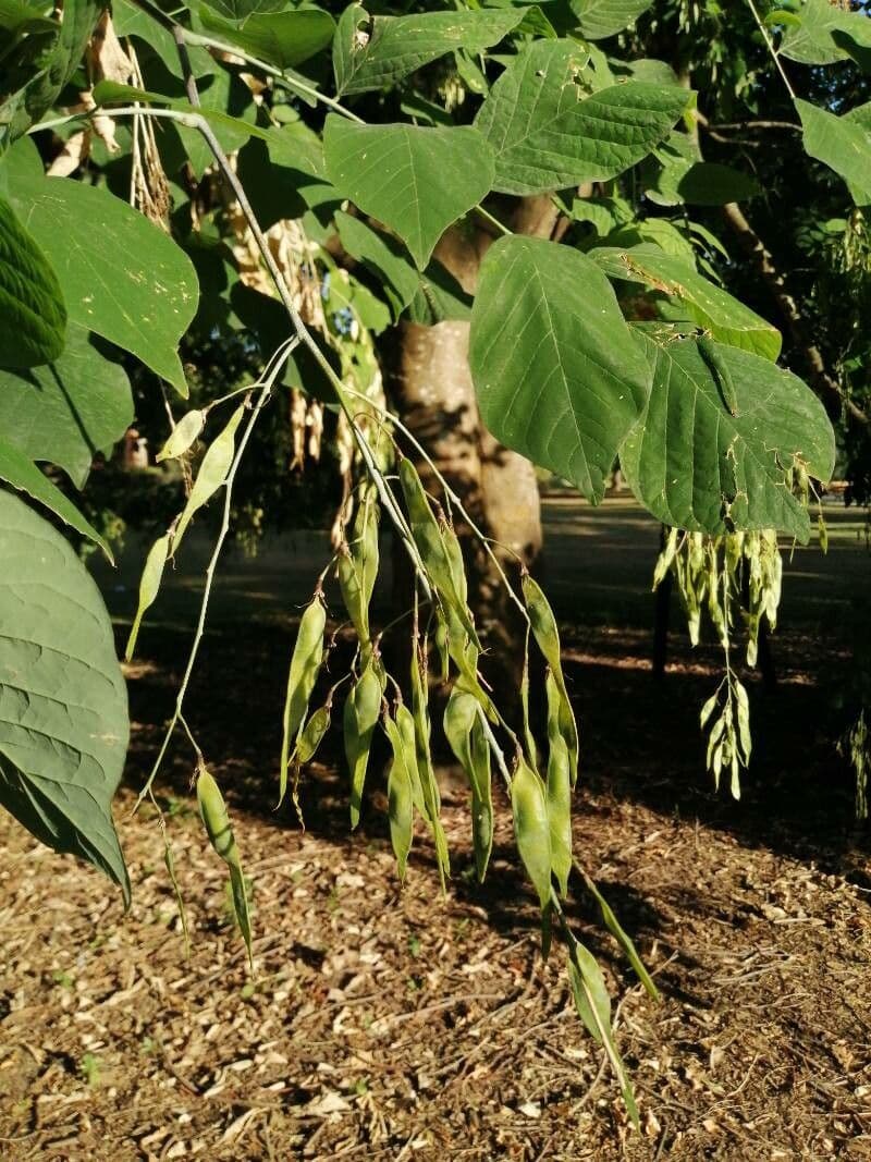 Cladrastis kentukea 2