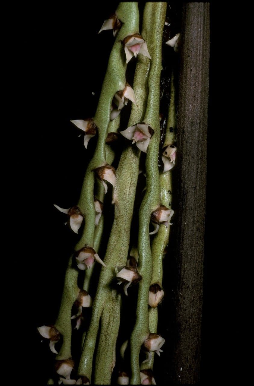 Aiphanes 4
