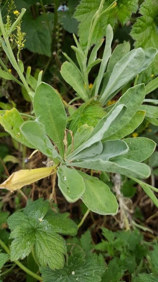 Aurinia saxatilis 18