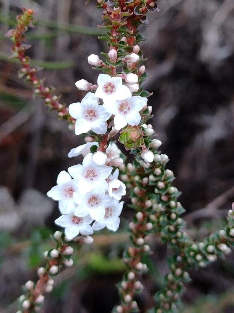 Epakrys drobno listny
