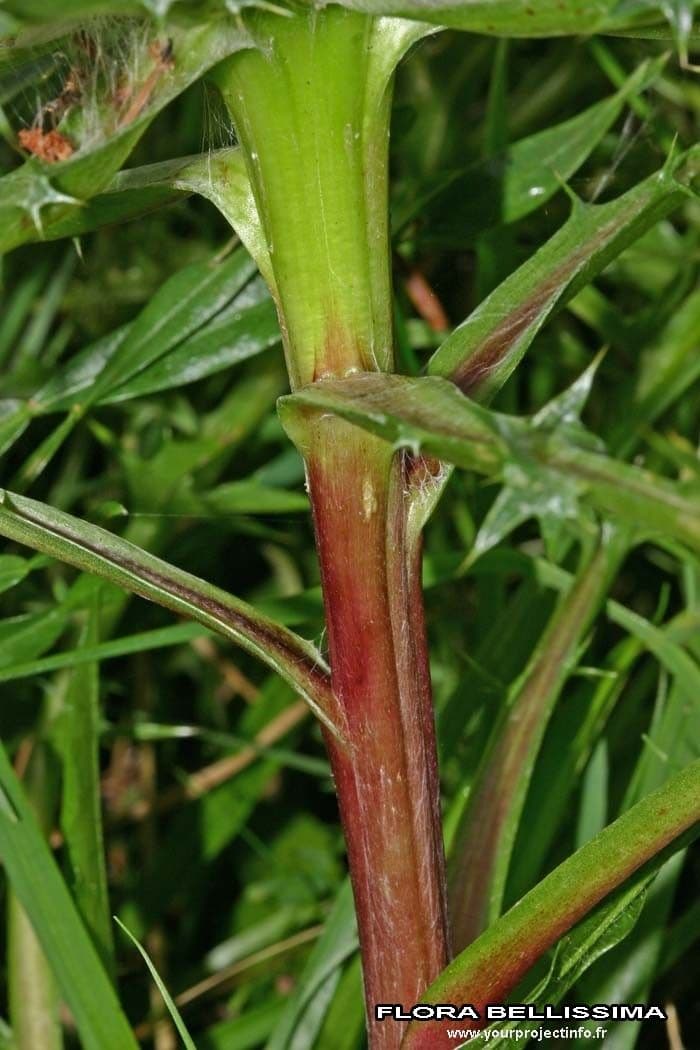 Silberdistel 23