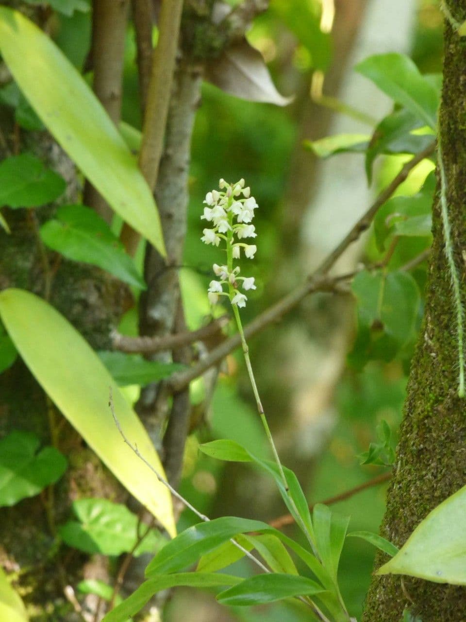 Große Gelbähren-Orchidee 7