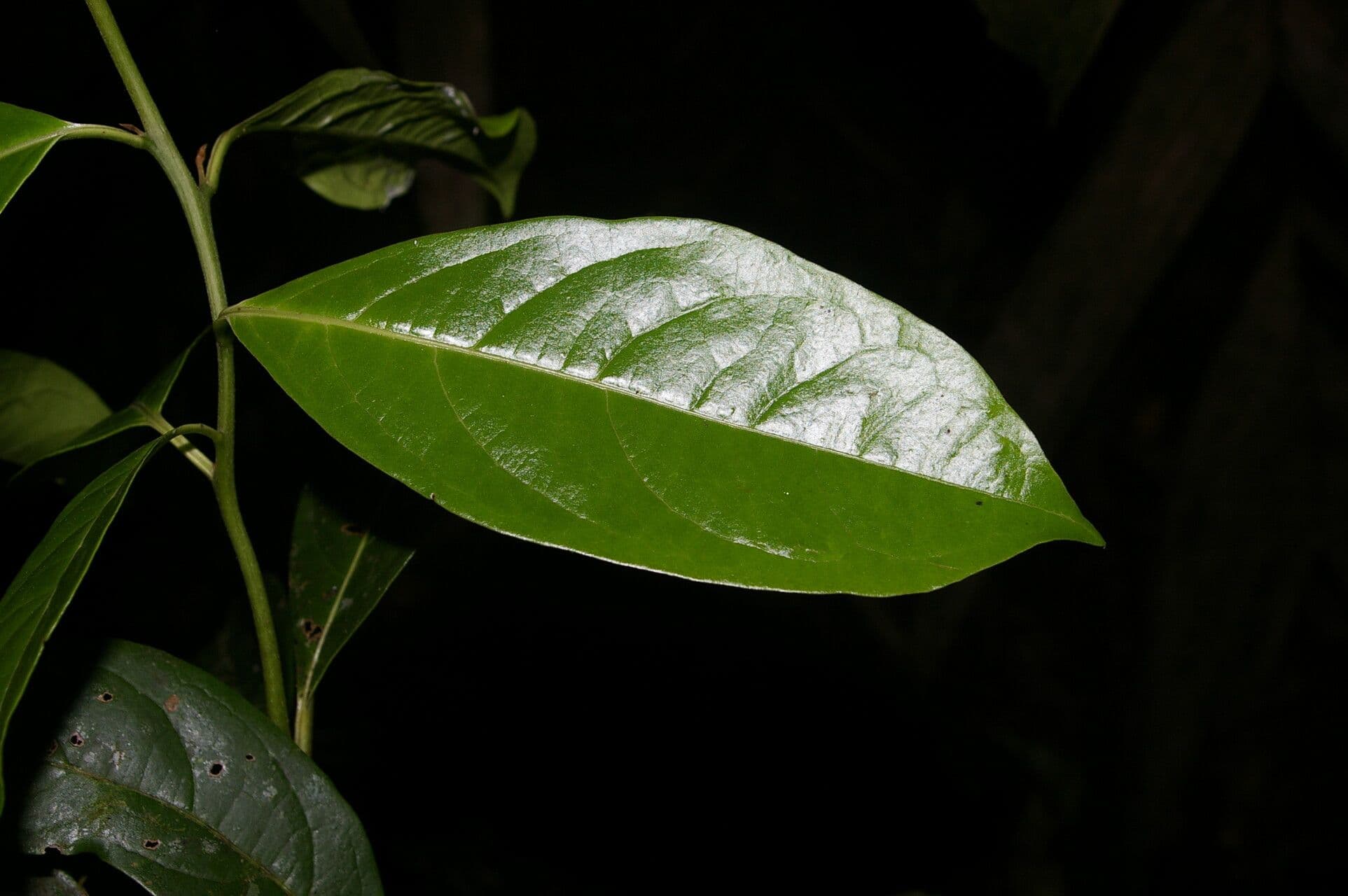 Cordia 7