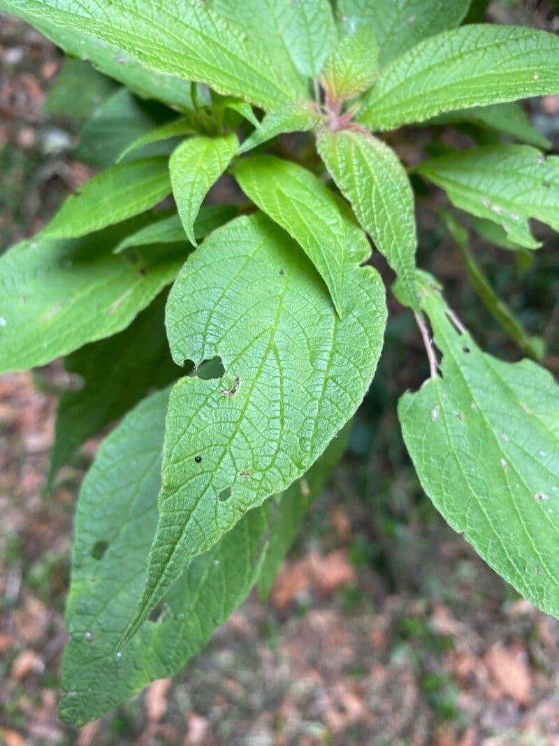 Gesnouinia 10