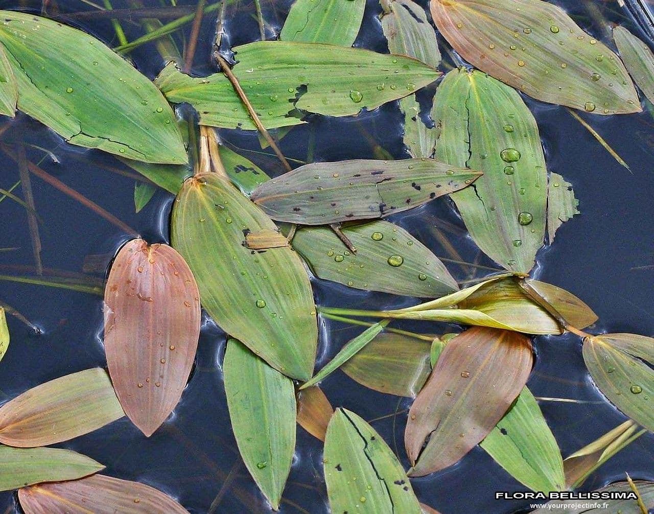 Brasca nodosa 24
