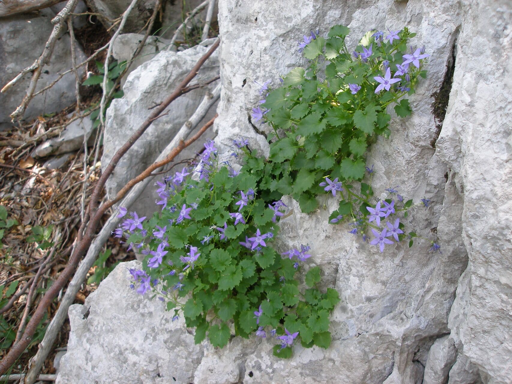 Dzwonek fenestrellata 3