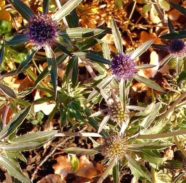 Panicaut champêtre 6