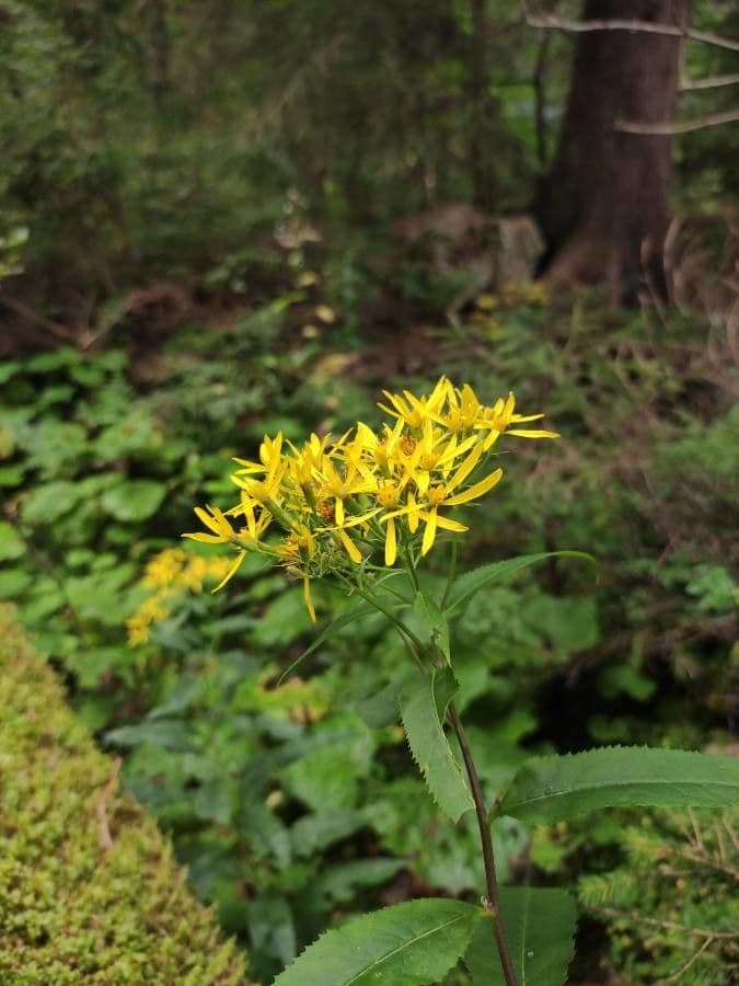 Senecio 5