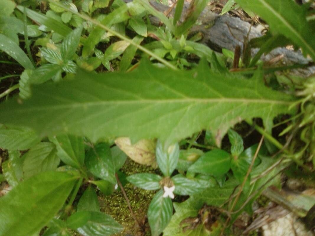 Hippobroma longiflora 17
