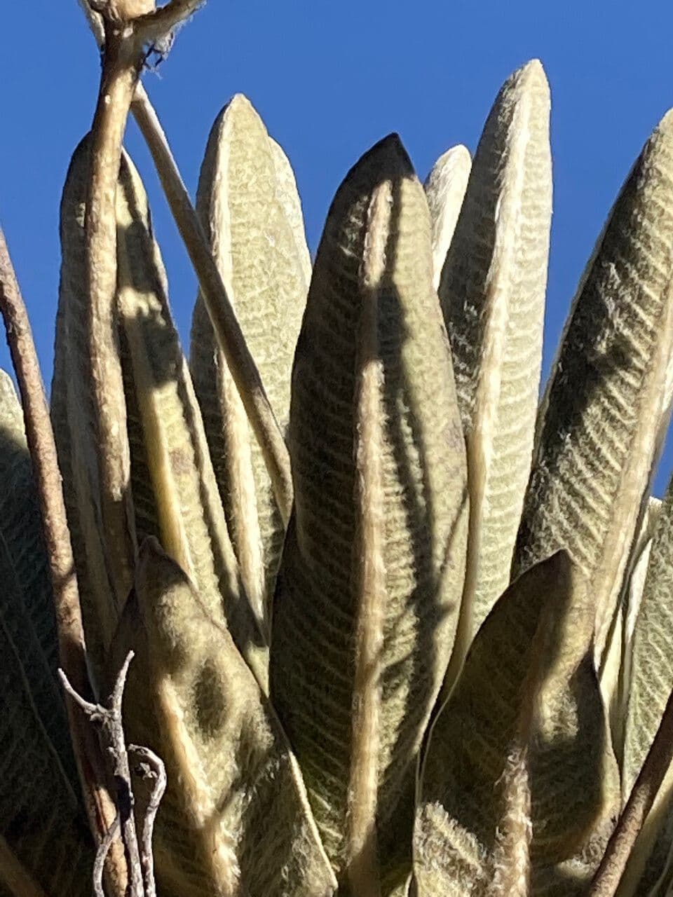 Espeletia 18