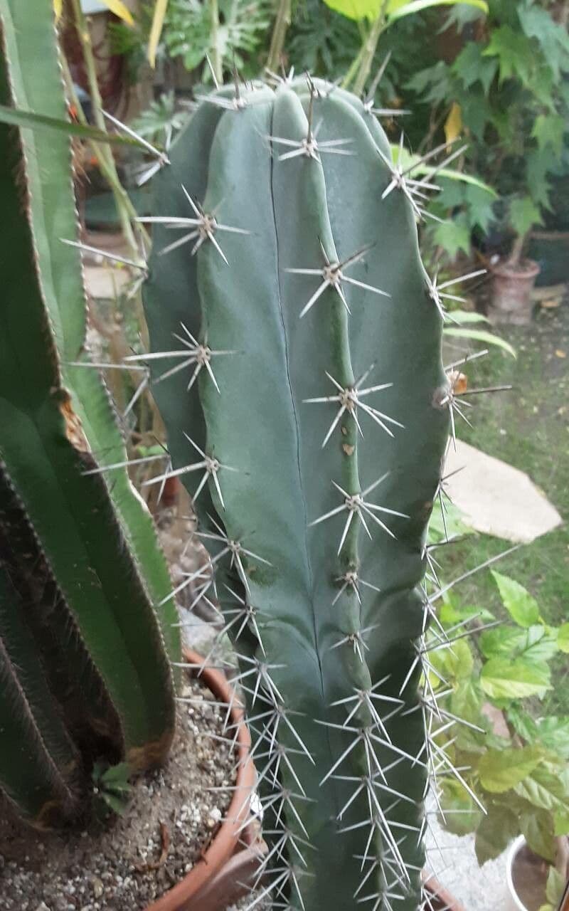 Stenocereus 2