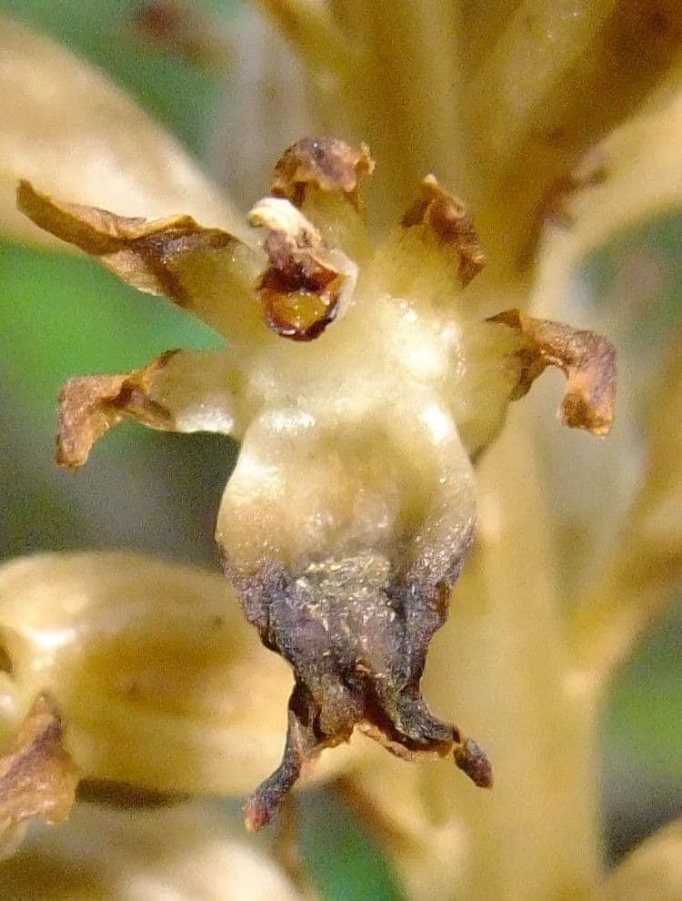 Rafio a fiori gialli 2