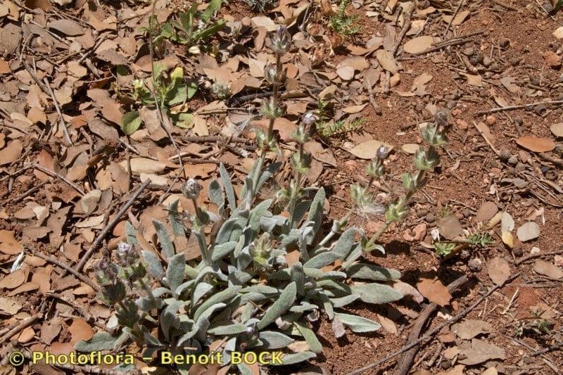 Salvia 2