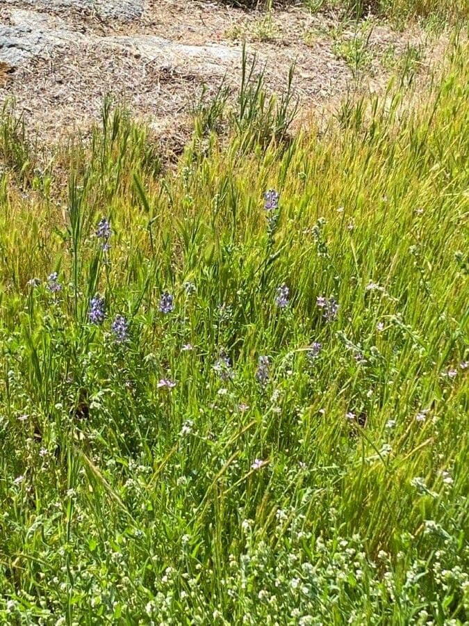 Lupinella bicolore 8