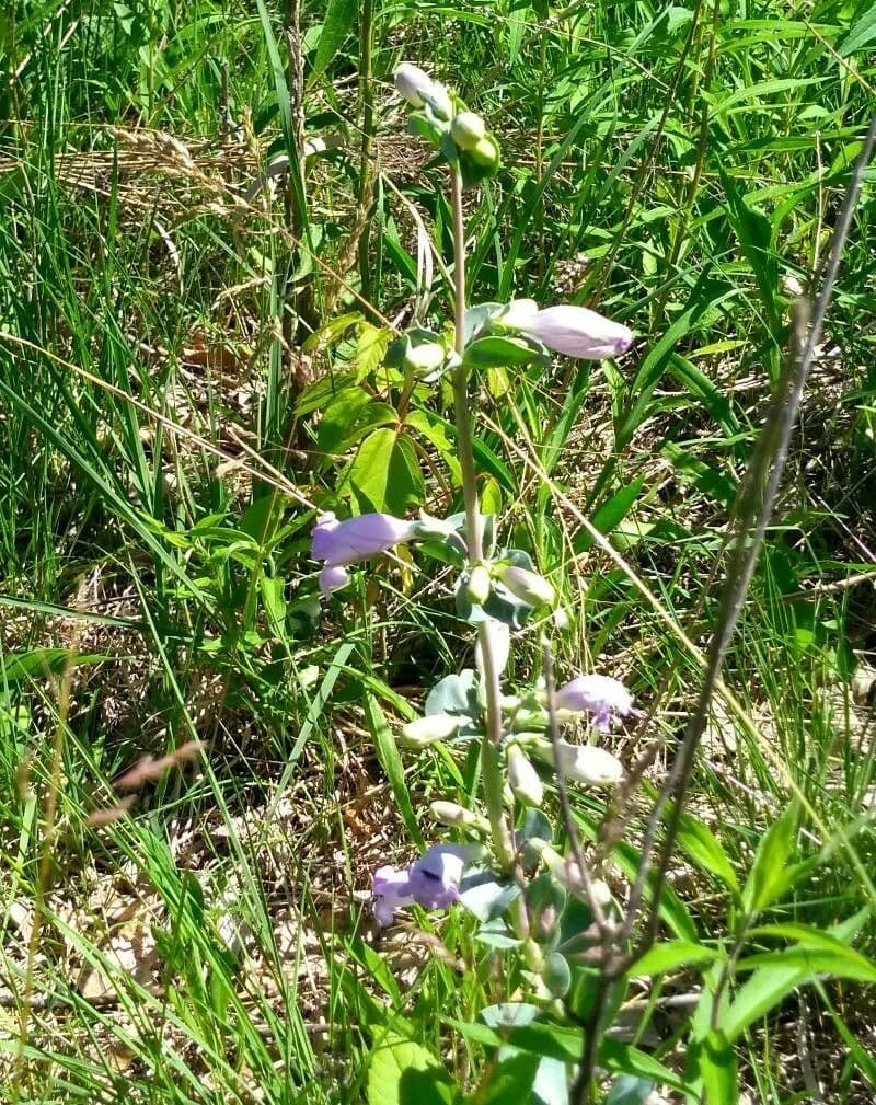 Penstemon grande