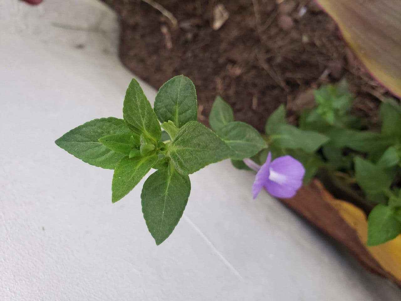 Mimulus ringens 13