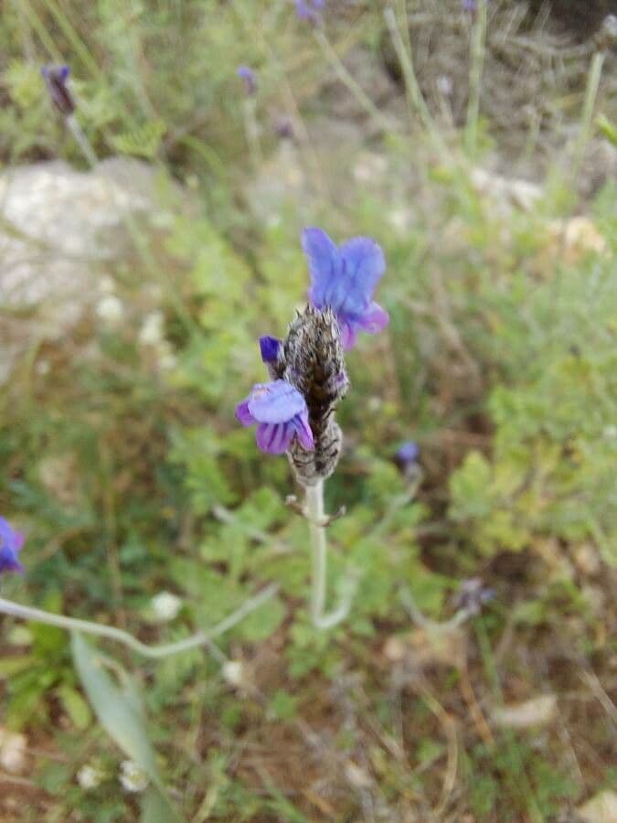 Lavanda multifida
