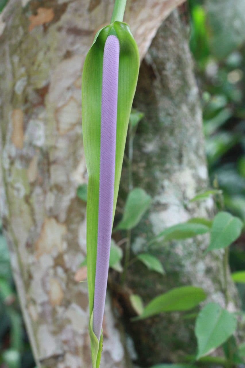Anturio 6