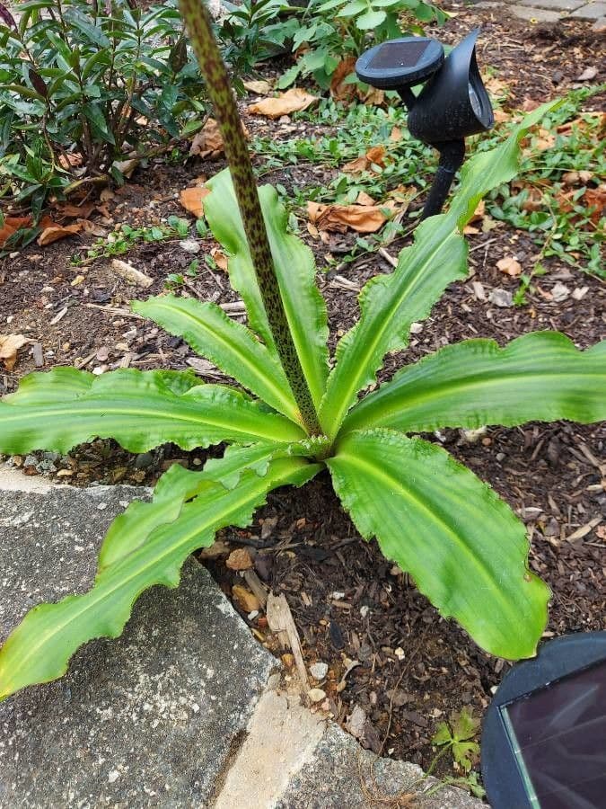 Eucomis 17