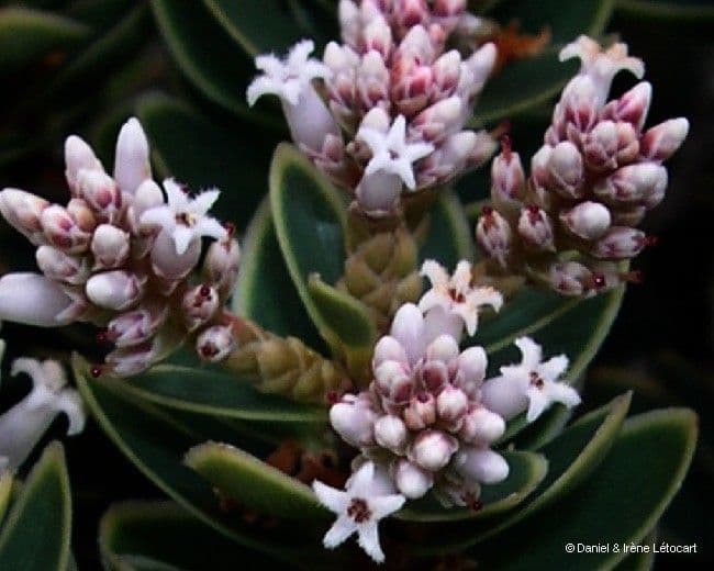 Cyathopsis 7