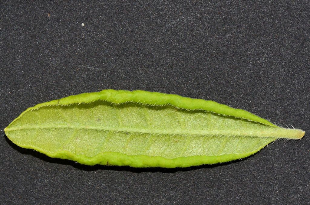 Azalea precoce 22