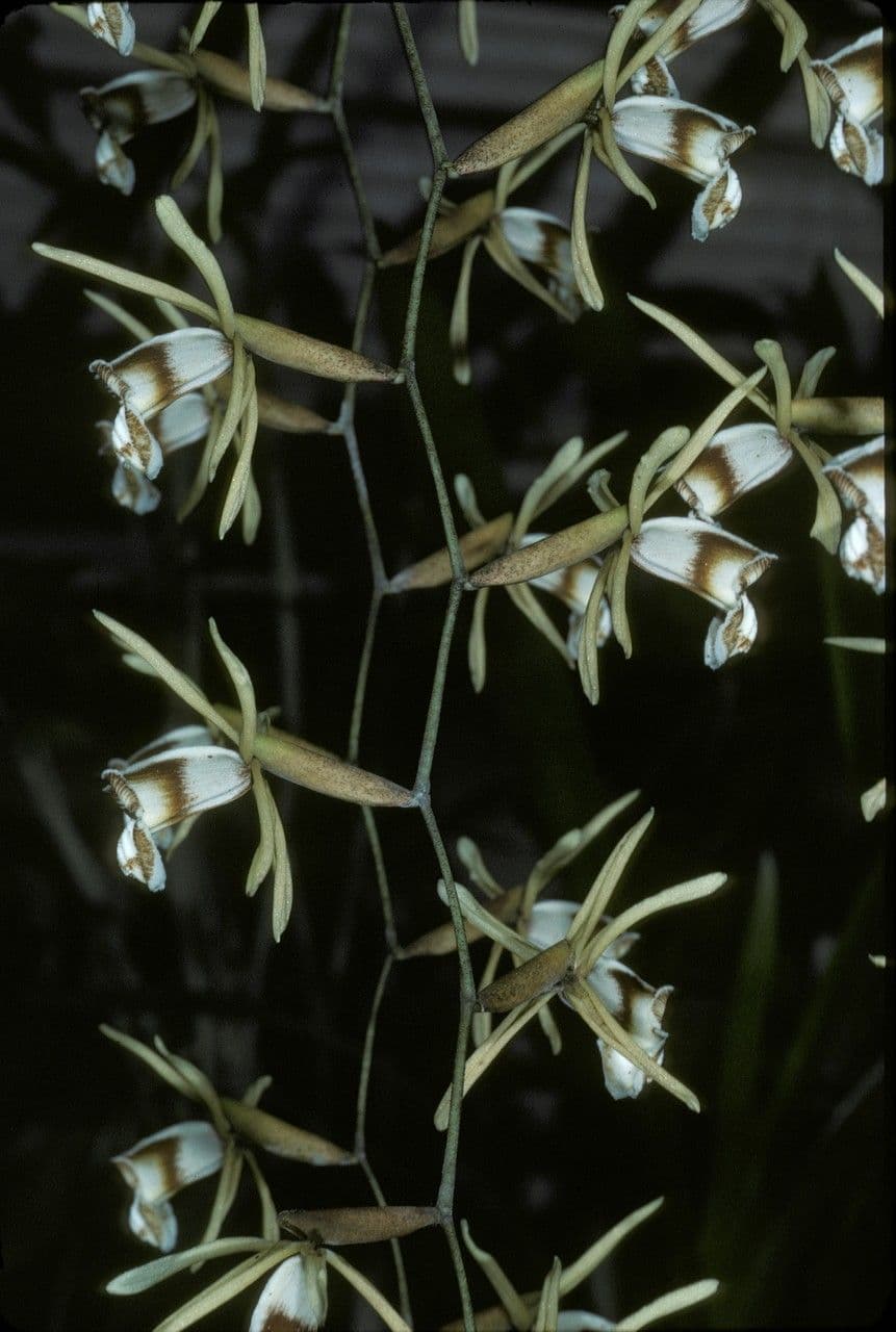 Orchidea collana 2