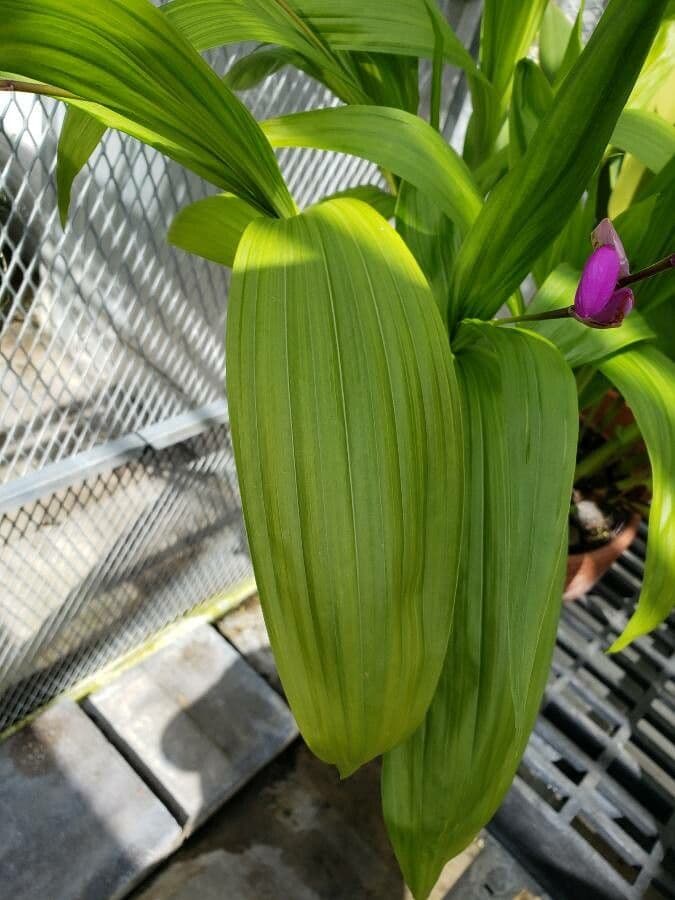 Bletilla striata 16