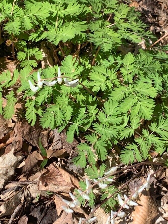 Dicentra de capucha 17