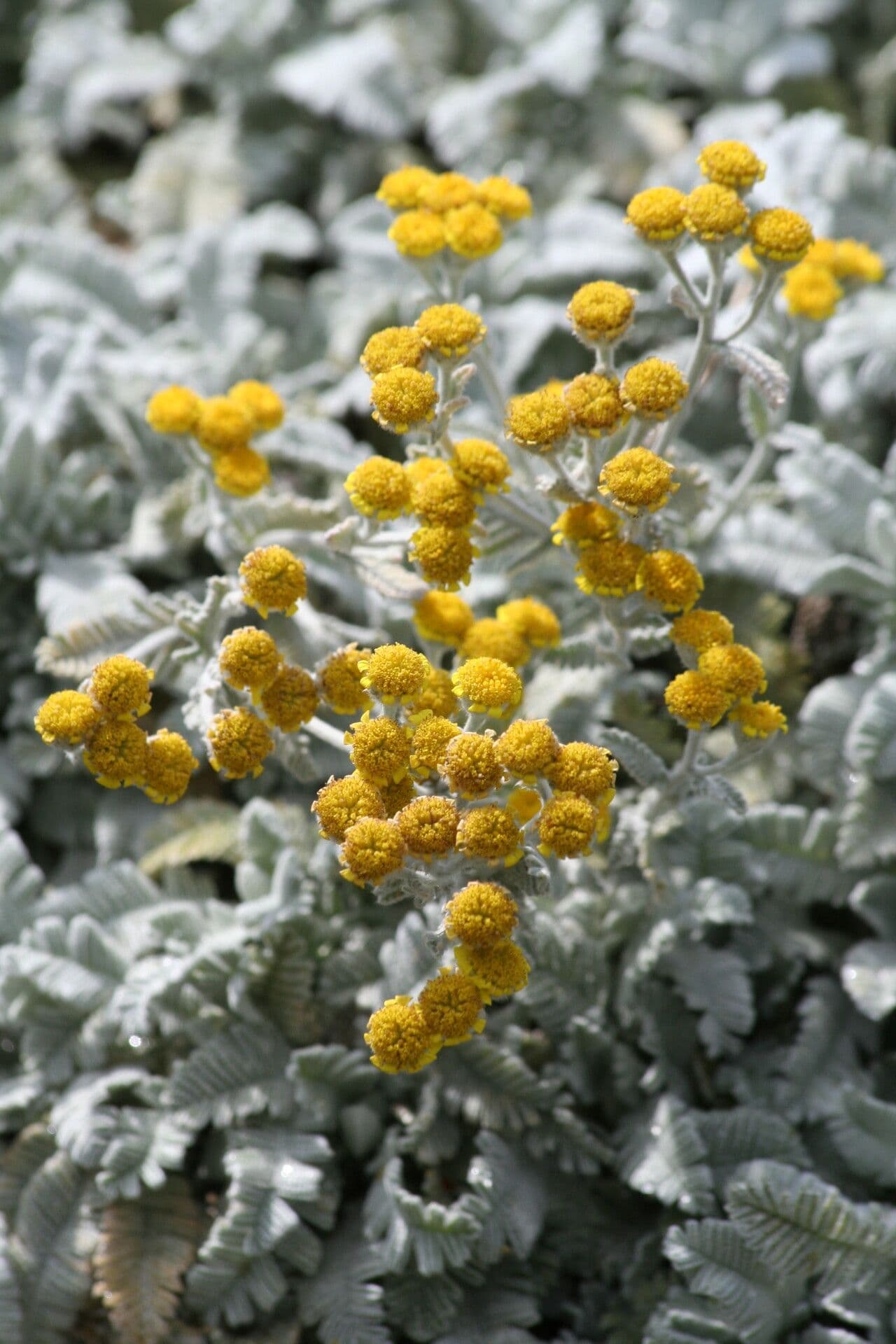 Tansy denso 3