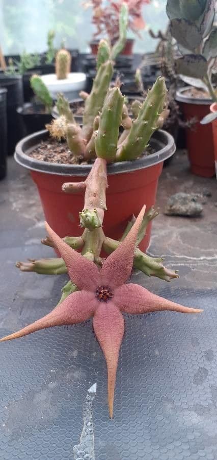 Stapelia 3