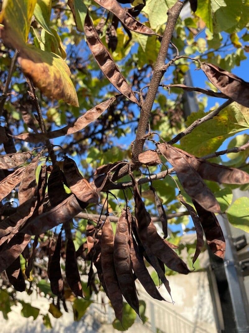 Rundblättrige Dombeya 4