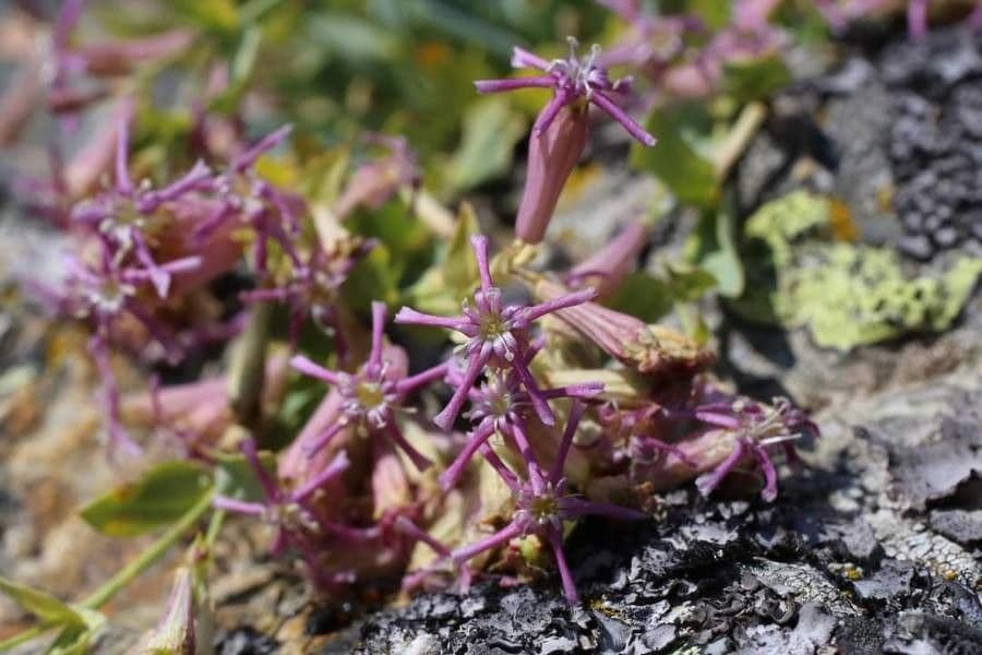 Silene 4